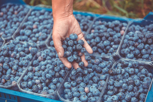 Bioinsumos: con hongos mejoran la producción nacional de arándanos